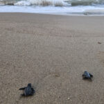 Yavru caretta sezonu başladı