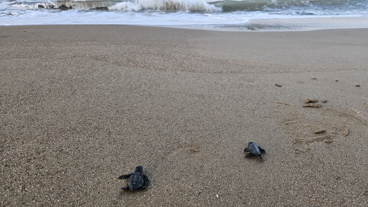 Yavru caretta sezonu başladı