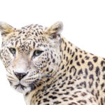 Anadolu Parsı Antalya’da