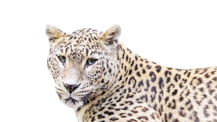 Anadolu Parsı Antalya’da