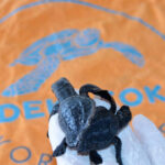 Türkiyenin ilk canlı siyam ikizi caretta yavruları