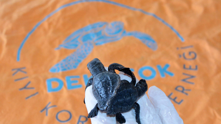 Türkiyenin ilk canlı siyam ikizi caretta yavruları