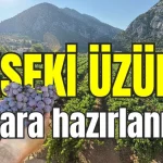 Akseki Üzümü pazara hazırlanıyor