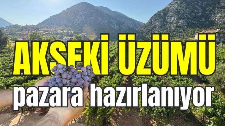 Akseki Üzümü pazara hazırlanıyor