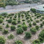 Alanya'da erkenci avokado hasadı başladı