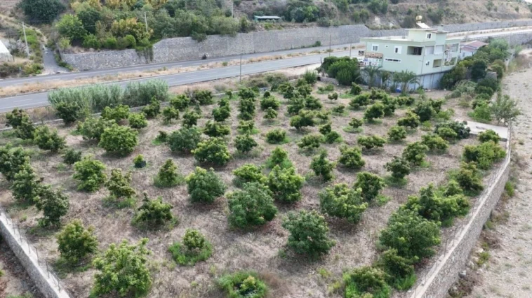 Alanya'da erkenci avokado hasadı başladı