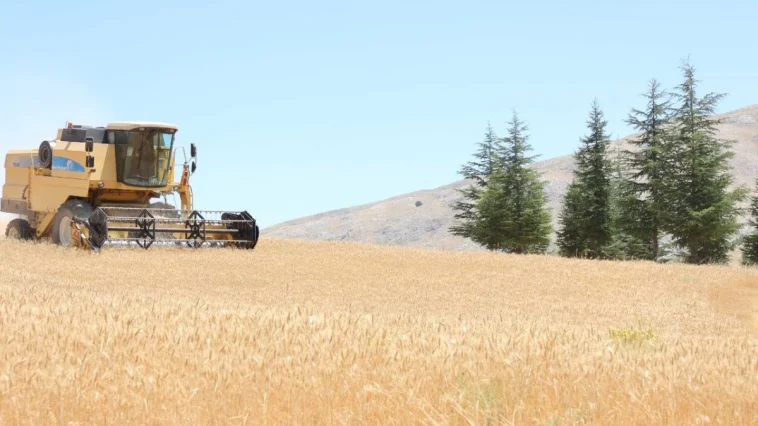 Antalya Büyükşehir’in Halk Ekmek üretimi için buğday hasadı başladı
