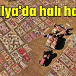 Antalya'da halı hasatı