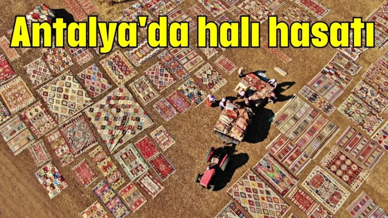 Antalya'da halı hasatı
