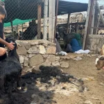 Antalya'da yüzyıllardır süren Yörük kültürü 'keçi kıl kırkımı'