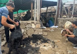 Antalya'da yüzyıllardır süren Yörük kültürü 'keçi kıl kırkımı'