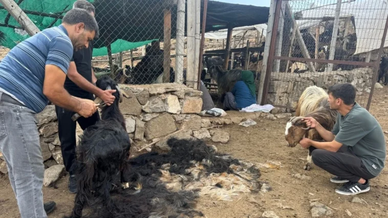 Antalya'da yüzyıllardır süren Yörük kültürü 'keçi kıl kırkımı'