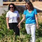 Beğiş Susuzu’nda aronya ve böğürtlen hasadı bereketi