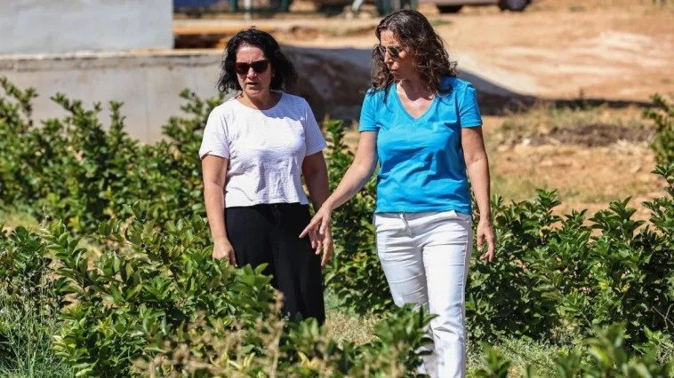 Beğiş Susuzu’nda aronya ve böğürtlen hasadı bereketi