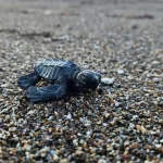 Belek'te yavru caretta sezonu başladı