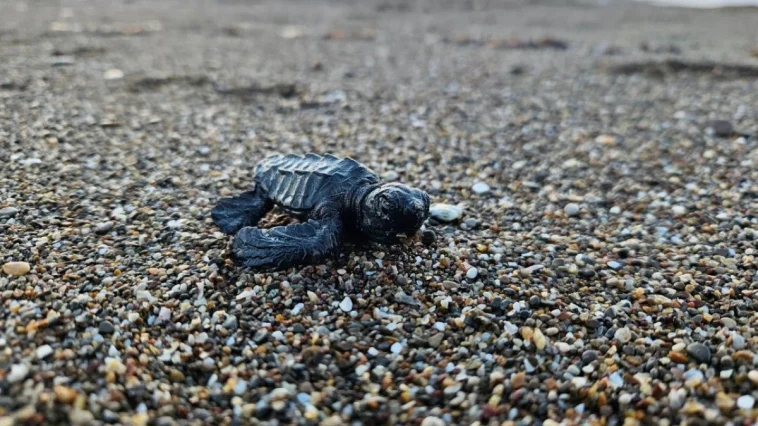 Belek'te yavru caretta sezonu başladı