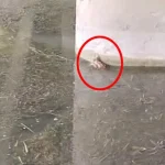 Boğaçayı’nda kedi kurtarma operasyonu