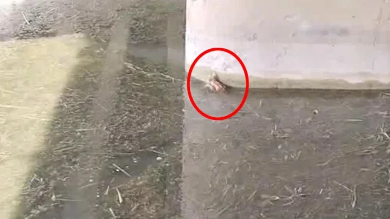 Boğaçayı’nda kedi kurtarma operasyonu