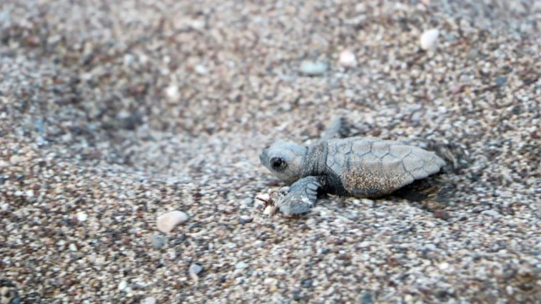Çıralı'daki gönüllü deniz kaplumbağası koruyucularına plaket