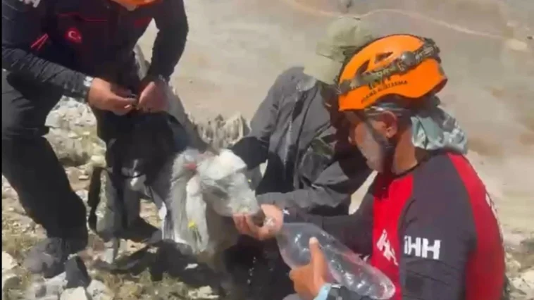 Dağlık alanda mahsur kalan 5 keçi kurtarıldı