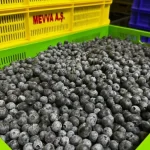 Elmalı’da yaban mersini üretimi büyüyor