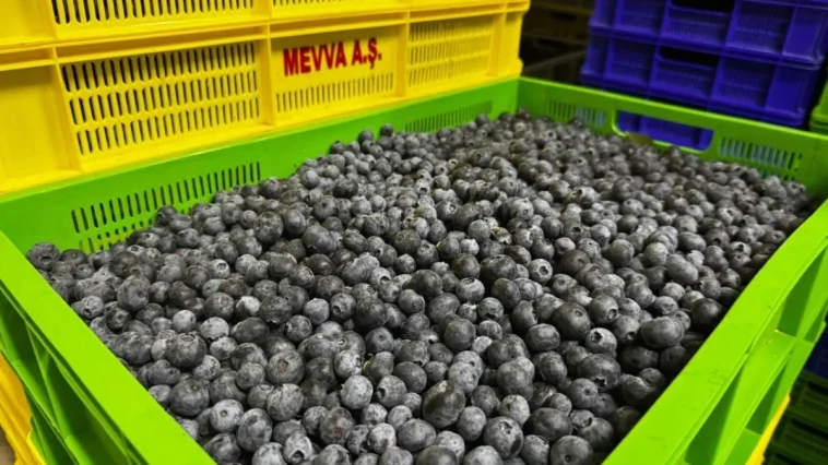 Elmalı’da yaban mersini üretimi büyüyor