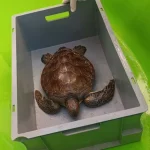 Fileye dolanan Yeşil Deniz Kaplumbağası tedavi altına alındı