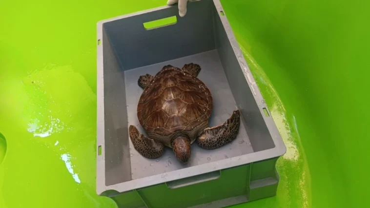 Fileye dolanan Yeşil Deniz Kaplumbağası tedavi altına alındı