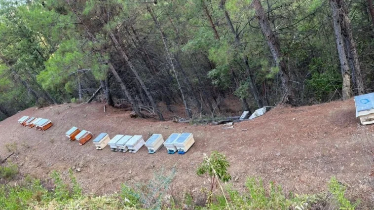 Gazipaşa'da 36 arı kovanı çalındı
