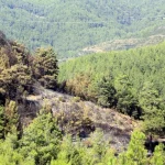 Gündoğmuş’taki yangın büyümeden söndürüldü