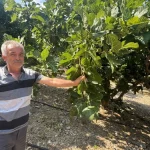 İbradı'da sıcak hava siyah inciri vurdu!