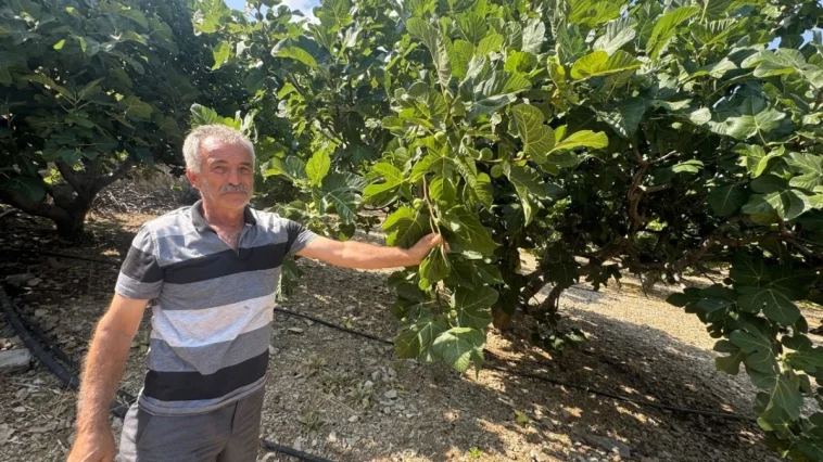 İbradı'da sıcak hava siyah inciri vurdu!