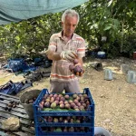 İbradı'da siyah incir hasadı geç başladı