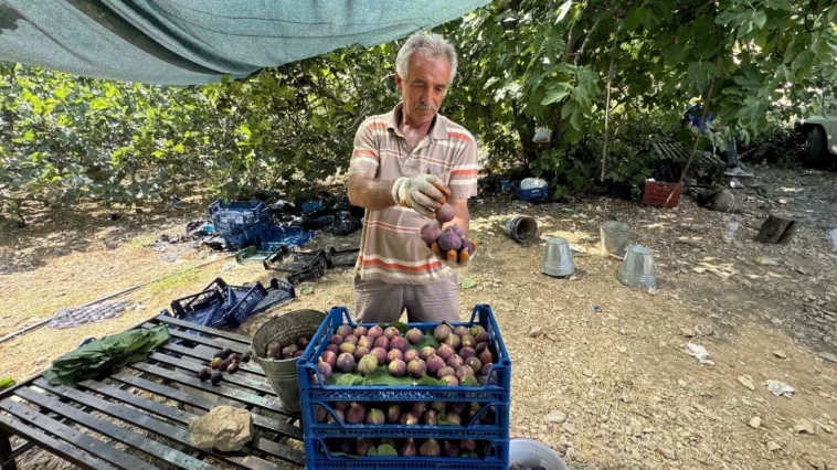 İbradı'da siyah incir hasadı geç başladı