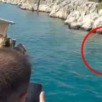 Kayalıklara sıkışan yavru balina kurtarıldı