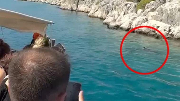 Kayalıklara sıkışan yavru balina kurtarıldı