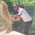 Korkuteli Yeşiloba Yaylası’nda buğday hasadı başladı