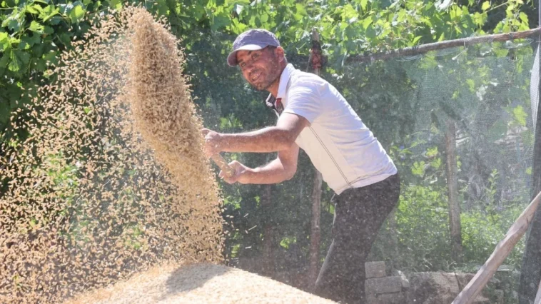 Korkuteli Yeşiloba Yaylası’nda buğday hasadı başladı