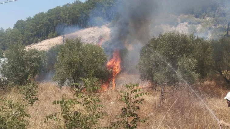 Kumluca’da çıkan yangında bir dönüm zeytinlik alan yandı