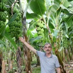 Manavgat’ta muz hasadı başladı