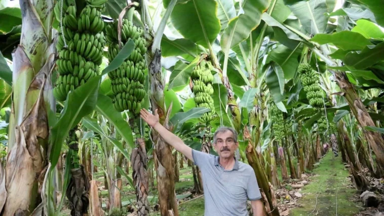 Manavgat’ta muz hasadı başladı