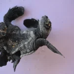 Manavgat'ta siyam ikizi caretta caretta yavrusu bulundu