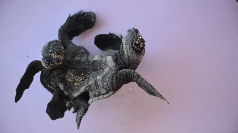 Manavgat'ta siyam ikizi caretta caretta yavrusu bulundu