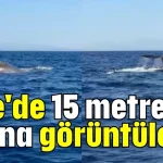 Side'de 15 metrelik balina görüntülendi