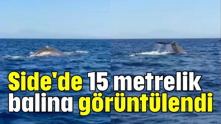 Side'de 15 metrelik balina görüntülendi