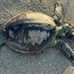 Yeşil deniz kaplumbağası ölüsü sahile vurdu