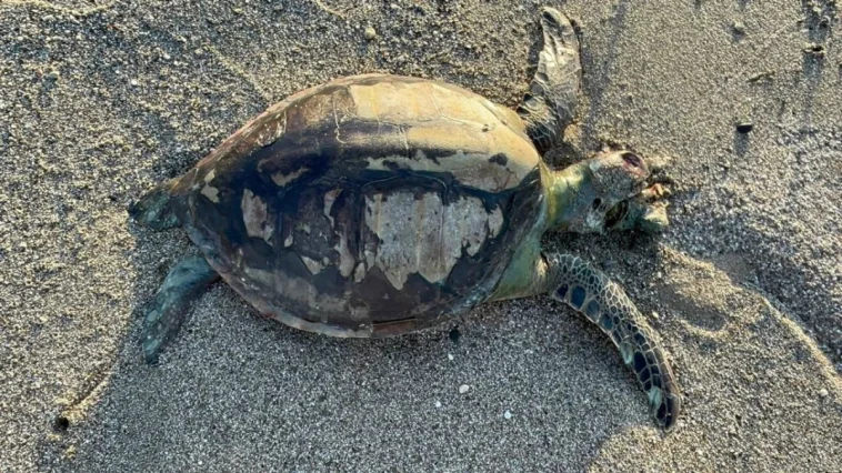 Yeşil deniz kaplumbağası ölüsü sahile vurdu