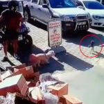 Kediyi tekmeleyen şüpheliye gözaltı