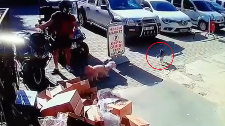 Kediyi tekmeleyen şüpheliye gözaltı