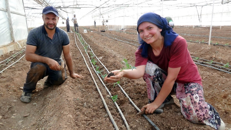 52 bin dönüm serada güz dönemi üretimi domates ekimiyle başladı
